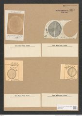 Diatomeae indet. (de-Toni-Nr.: Species 1810 var. ?) Zeichnungen Sammlung Grunow Nr. 3710 (NHMW-BOT-W0371342)